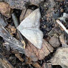 Taxeotis (genus) at Bruce Ridge - 21 Oct 2022