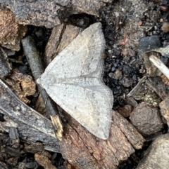 Taxeotis (genus) at Bruce Ridge - 21 Oct 2022