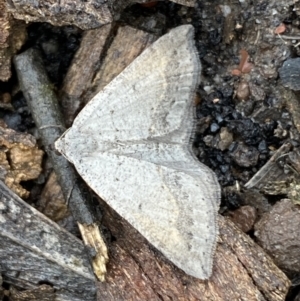 Taxeotis (genus) at Bruce Ridge - 21 Oct 2022