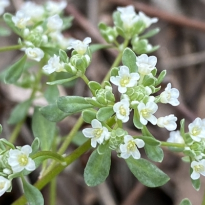 Poranthera microphylla (Small Poranthera) at Queanbeyan West, NSW - 19 Oct 2022 by SteveBorkowskis