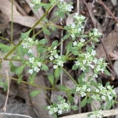 Poranthera microphylla at Queanbeyan West, NSW - 19 Oct 2022 03:12 PM