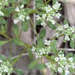 Poranthera microphylla at Queanbeyan West, NSW - 19 Oct 2022