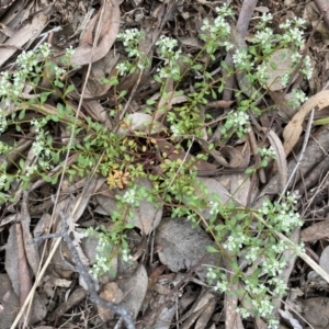 Poranthera microphylla at Queanbeyan West, NSW - 19 Oct 2022 03:12 PM