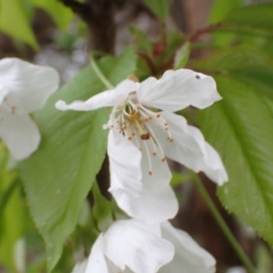 Prunus sp. at Frogmore, NSW - 15 Oct 2022 01:51 PM