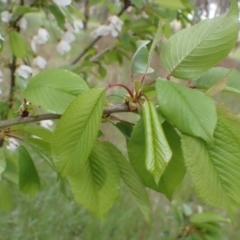 Prunus sp. at Frogmore, NSW - 15 Oct 2022 01:51 PM