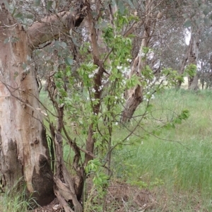 Prunus sp. at Frogmore, NSW - 15 Oct 2022