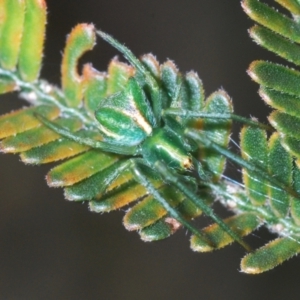 Sidymella sp. (genus) at Coree, ACT - 14 Oct 2022