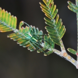 Sidymella sp. (genus) at Coree, ACT - 14 Oct 2022