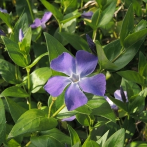 Vinca major at Chisholm, ACT - 15 Oct 2022