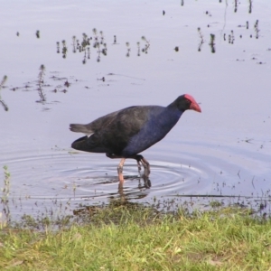 Porphyrio melanotus at Wollogorang, NSW - 21 Oct 2022