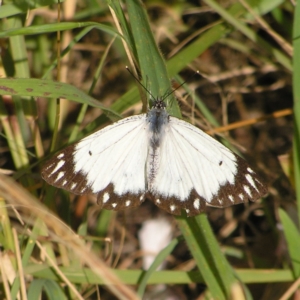 Belenois java at Wollogorang, NSW - 21 Oct 2022 04:17 PM