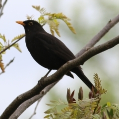 Turdus merula (Eurasian Blackbird) at Wodonga - 20 Oct 2022 by KylieWaldon