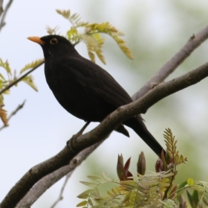 Turdus merula at Wodonga, VIC - 21 Oct 2022 09:49 AM