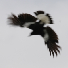 Gymnorhina tibicen (Australian Magpie) at Wodonga, VIC - 21 Oct 2022 by KylieWaldon