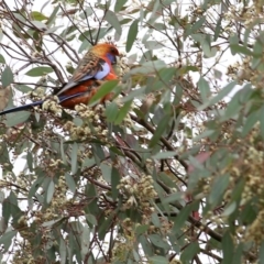 Platycercus elegans (Crimson Rosella) at Wodonga - 20 Oct 2022 by KylieWaldon