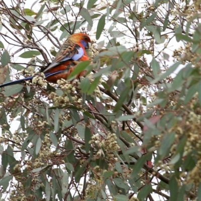 Platycercus elegans (Crimson Rosella) at Ewart Brothers Reserve - 21 Oct 2022 by KylieWaldon