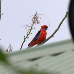 Platycercus elegans at Wodonga, VIC - 21 Oct 2022 09:47 AM