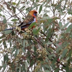 Platycercus elegans at Wodonga, VIC - 21 Oct 2022 09:47 AM