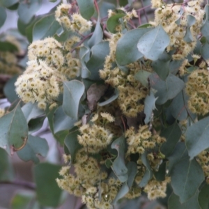 Eucalyptus polyanthemos at Wodonga, VIC - 21 Oct 2022