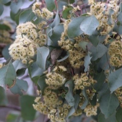 Eucalyptus polyanthemos (Red Box) at Wodonga, VIC - 21 Oct 2022 by KylieWaldon