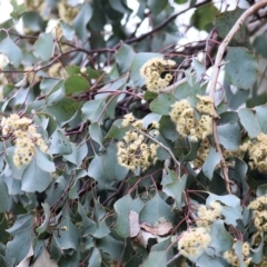 Eucalyptus polyanthemos at Wodonga, VIC - 21 Oct 2022