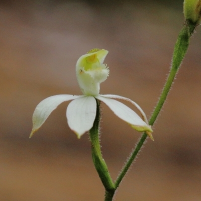 Caladenia dimorpha at Bowral - 21 Oct 2022 by Snowflake