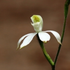 Caladenia dimorpha at Bowral, NSW - suppressed