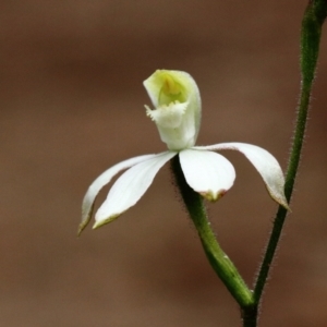 Caladenia dimorpha at Bowral, NSW - suppressed
