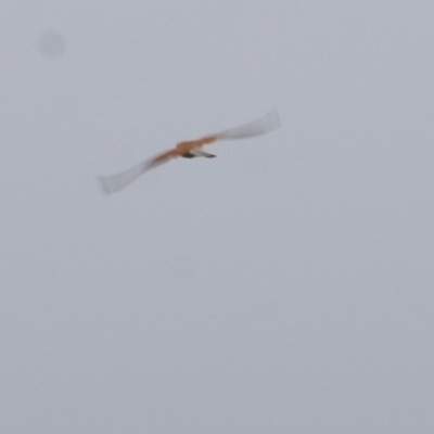 Falco cenchroides (Nankeen Kestrel) at Ewart Brothers Reserve - 21 Oct 2022 by KylieWaldon