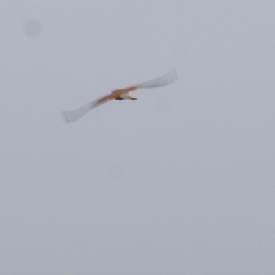 Falco cenchroides (Nankeen Kestrel) at Ewart Brothers Reserve - 20 Oct 2022 by KylieWaldon