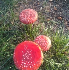 Amanita muscaria (Fly Agaric) at Haig Park - 29 Apr 2022 by JasoL