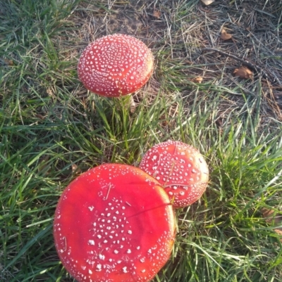 Amanita muscaria (Fly Agaric) at City Renewal Authority Area - 29 Apr 2022 by JasoL