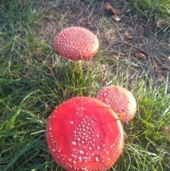 Amanita muscaria at Turner, ACT - 29 Apr 2022 04:16 PM