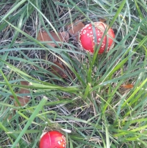 Amanita muscaria at Turner, ACT - 29 Apr 2022 04:16 PM