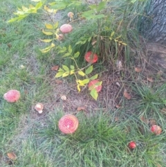 Amanita muscaria at Turner, ACT - 29 Apr 2022