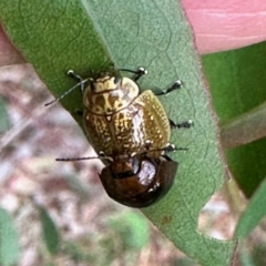 Paropsisterna cloelia (Eucalyptus variegated beetle) at Aranda, ACT - 20 Oct 2022 by KMcCue