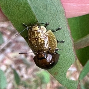 Paropsisterna cloelia at Aranda, ACT - 20 Oct 2022