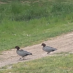 Chenonetta jubata at Gungahlin, ACT - suppressed