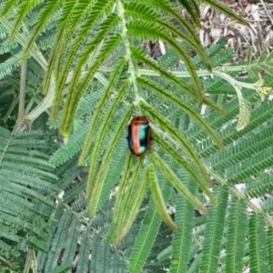 Calomela curtisi at Aranda, ACT - 20 Oct 2022 04:33 PM