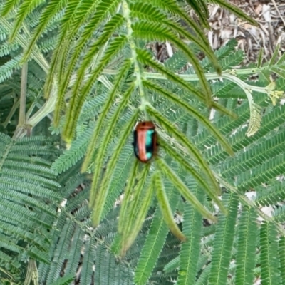 Calomela curtisi (Acacia leaf beetle) at Aranda, ACT - 20 Oct 2022 by KMcCue