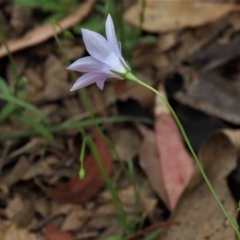 Wahlenbergia capillaris (Tufted Bluebell) at Sutton, NSW - 17 Jan 2022 by AndyRoo