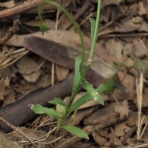 Wahlenbergia capillaris at Sutton, NSW - 17 Jan 2022
