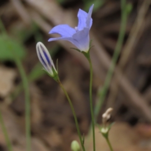 Wahlenbergia capillaris at Sutton, NSW - 17 Jan 2022 01:45 PM