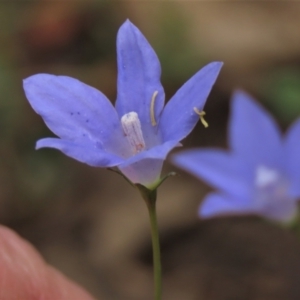 Wahlenbergia capillaris at Sutton, NSW - 17 Jan 2022 01:45 PM