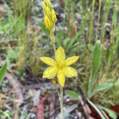 Bulbine bulbosa (Golden Lily, Bulbine Lily) at Jerrabomberra, NSW - 22 Oct 2022 by Mavis