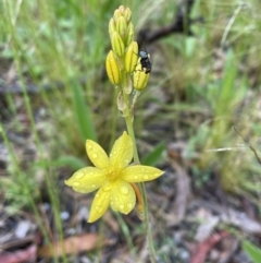 Bulbine bulbosa at Jerrabomberra, NSW - 22 Oct 2022