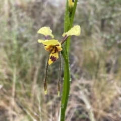 Diuris sulphurea (Tiger orchid) at Jerrabomberra, NSW - 21 Oct 2022 by Mavis