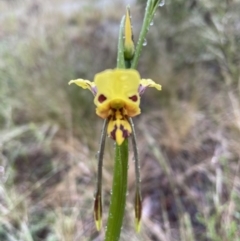 Diuris sulphurea at Jerrabomberra, NSW - 22 Oct 2022