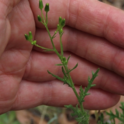 Senecio bathurstianus (Rough Fireweed) at Sutton, NSW - 17 Jan 2022 by AndyRoo