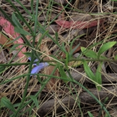Wahlenbergia sp. (Bluebell) at Sutton, NSW - 17 Jan 2022 by AndyRoo